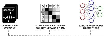 Exploring fMRI RDMs: enhancing model robustness through neurobiological data